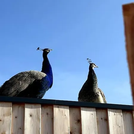 Le Nid Douillet Proche De La Mer. La Clef Des Paons