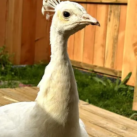 بيت للعطل Le Nid Douillet Proche De La Mer. La Clef Des Paons